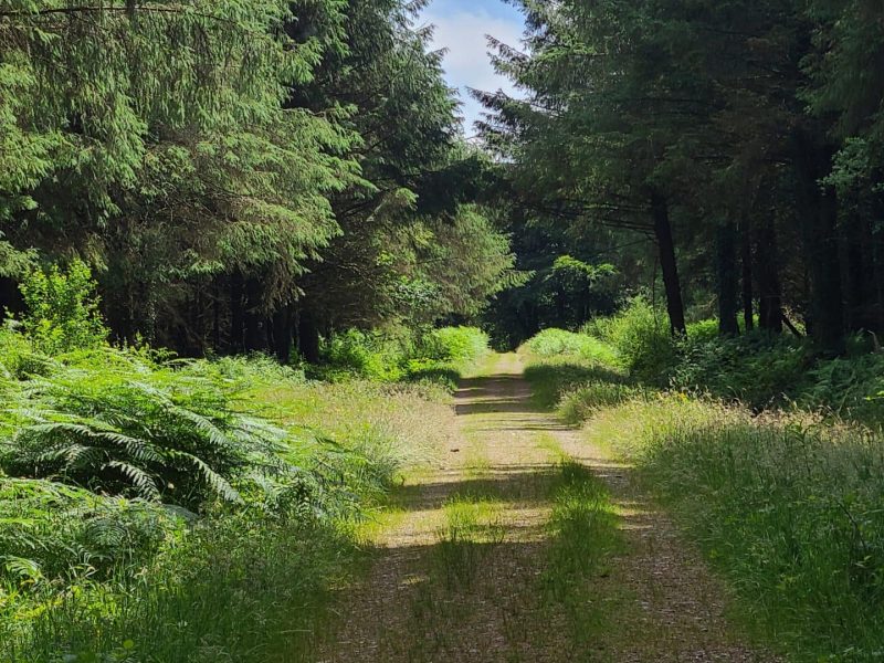 Cookworthy woods