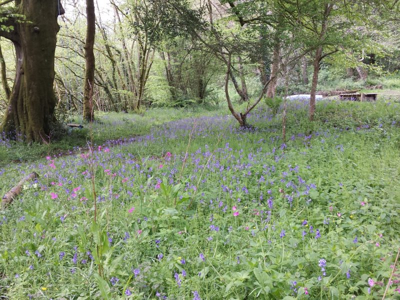 Carpet of Bluebells